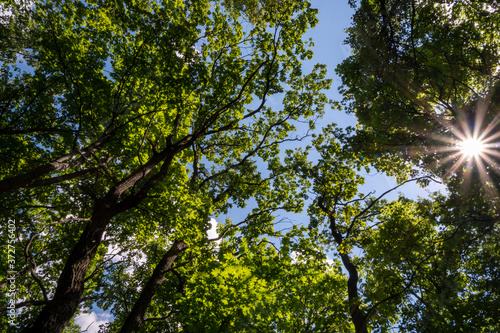 trees and sky