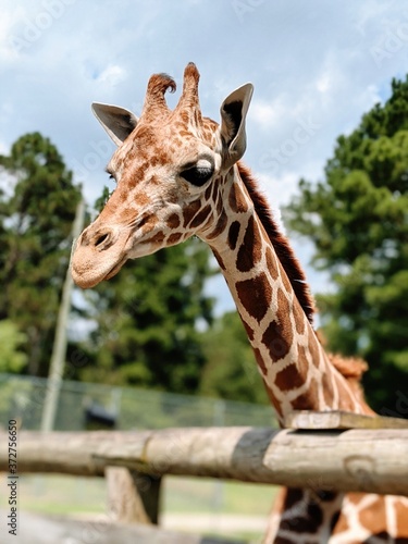 Photography giraffe in the zoo