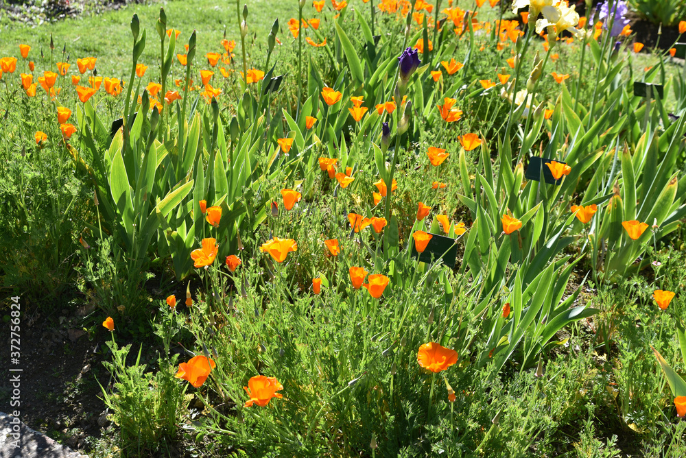 Eschscholzia californica orange au jardin au printemps