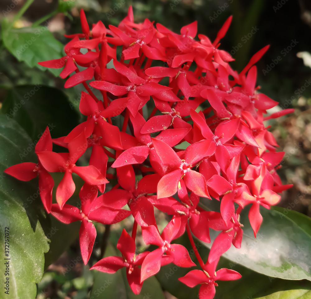 red flowers in the garden red flowers in the garden