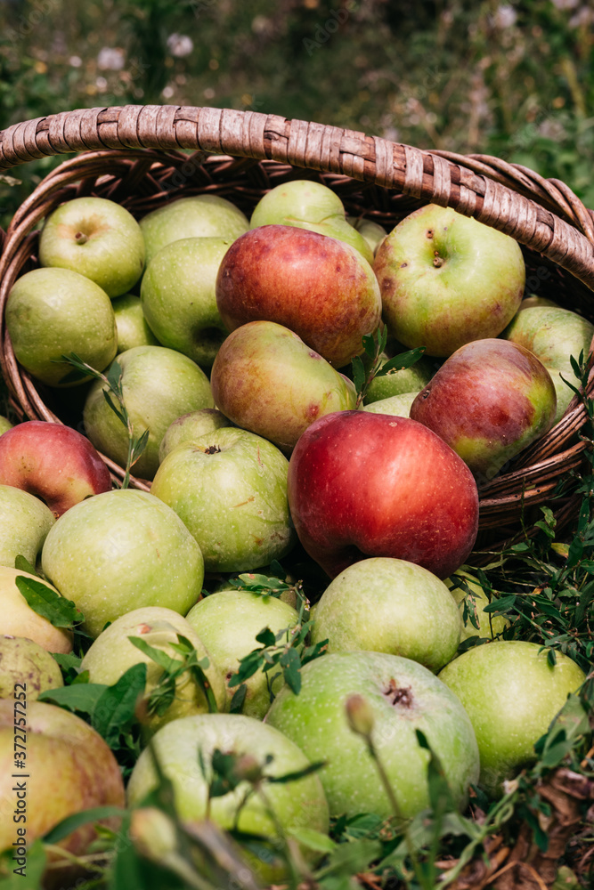 Fresh bright green and red-pink apples in an inverted basket, a farmer's harvest of late summer and early autumn. Apple saved. A basket of apples is lying on the grass. Fresh bright green and red-pink apples in an inverted basket, a farmer's harvest of late summer and early autumn. Apple saved. A basket of apples is lying on the grass.