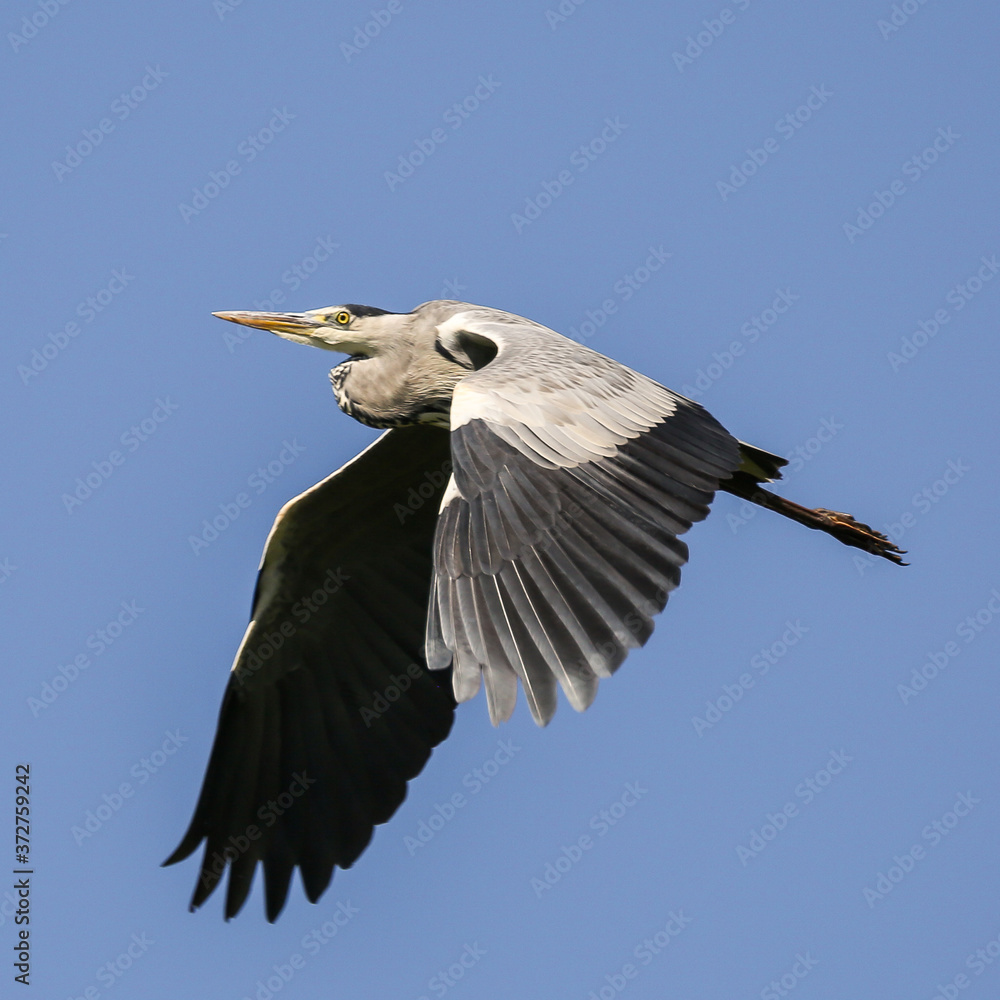Obraz premium Grey heron in flight