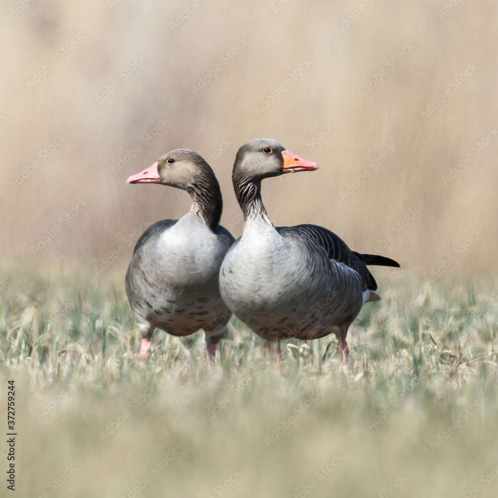 Two greylag geese on the meadow Two greylag geese on the meadow