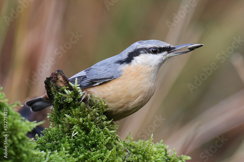 A portrait of a Eurasian nuthatch on a branch with a blurred background