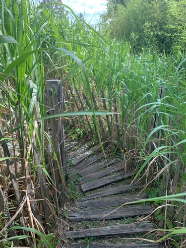 wooden bridge in the forest