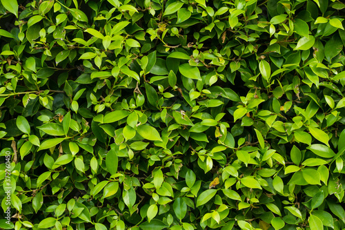 Wallpaper Mural Close up green leaves  wall background or texture Torontodigital.ca