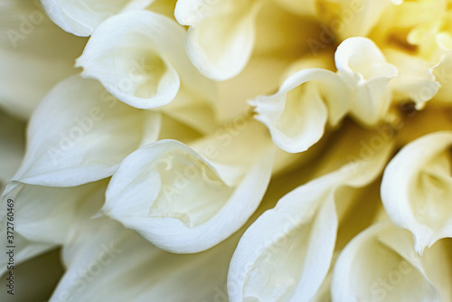Dahlia. white large summer flower in the garden. gardening © Irina