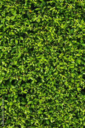 Close up green ivy leaves or green grass fence background for the concept design