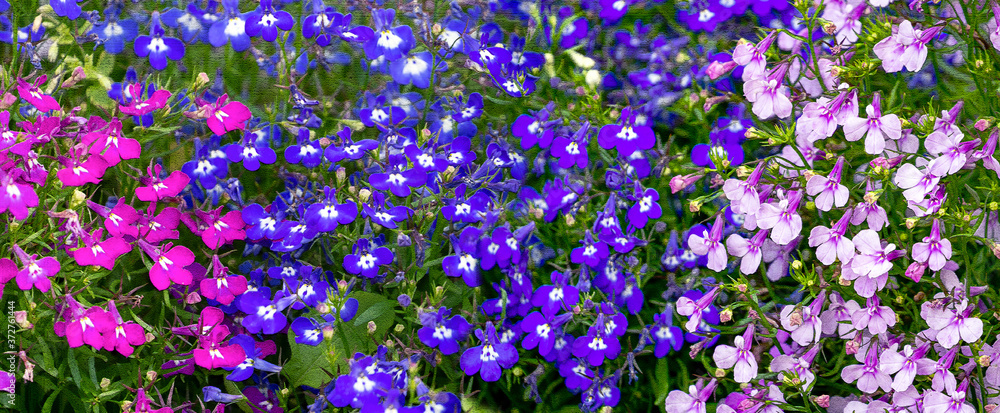 A multi-colored fragile lobelia occupies the entire background. Panorama. Floral background with lobelia. Image stylization on a relief surface. A multi-colored fragile lobelia occupies the entire background. Panorama. Floral background with lobelia. Image stylization on a relief surface.
