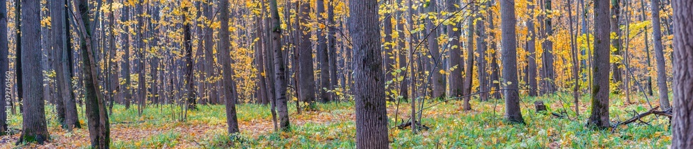 Fototapeta premium Panoramic forest autumn landscape with colorful leaves and trees