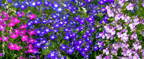 A multi-colored fragile lobelia occupies the entire background. Panorama. Floral background with lobelia. Image stylization on a relief surface. photo