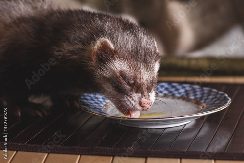 A domestic ferret eats a quail egg, With porcelain dishes