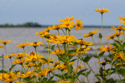 Close up view of Smooth Oxeye (heliopsis helianthoides) wildflowers blooming along a North American lake. Also called Ox-eye, Sunflower Heliopsis or False Sunflower. © Cynthia