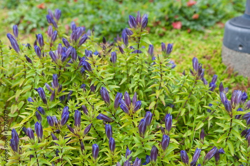 Flowerbed with blooming blue flowers gentiana septemfida