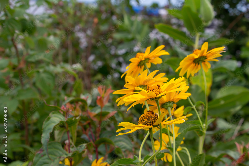Close up view of Smooth Oxeye (heliopsis helianthoides) wildflowers blooming along a North American lake. Also called Ox-eye, Sunflower Heliopsis or False Sunflower. Close up view of Smooth Oxeye (heliopsis helianthoides) wildflowers blooming along a North American lake. Also called Ox-eye, Sunflower Heliopsis or False Sunflower.