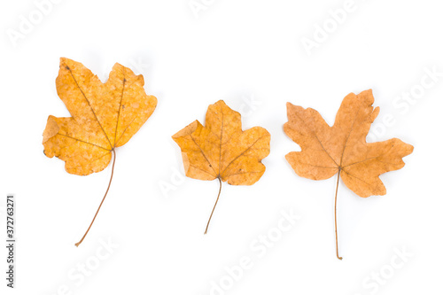 Yellow maple leaf as an autumn symbol. Isolated on white.