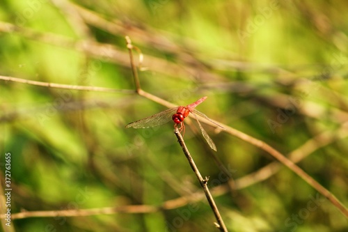 beautiful dragonfly sitting on leaf dragonfly insect close up view  © B.Rath Photography