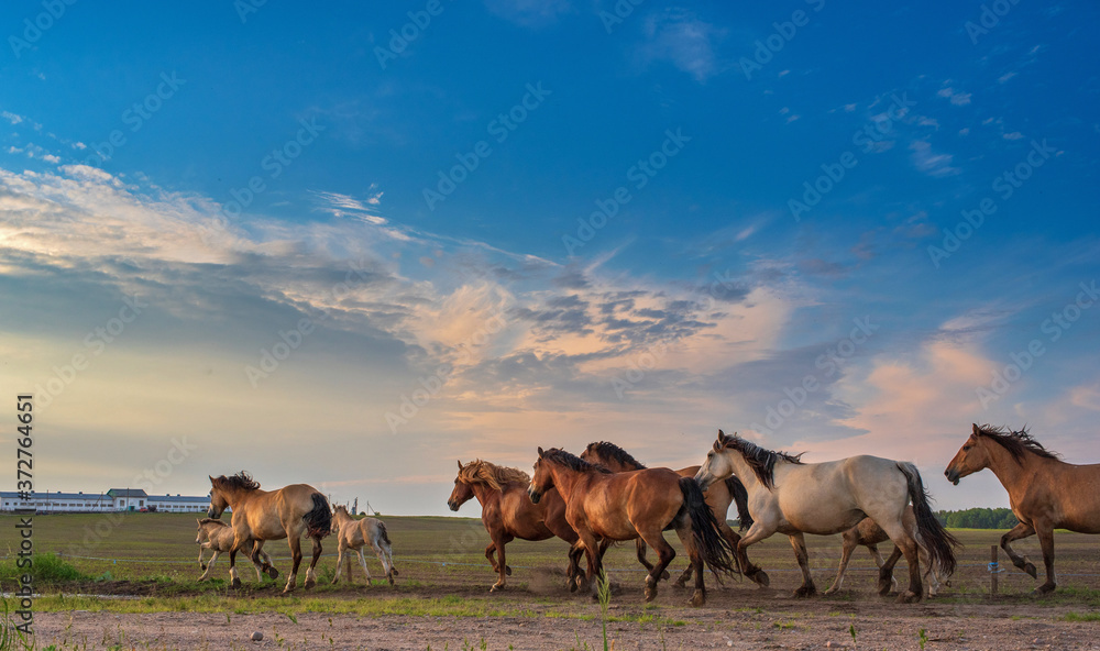 Herd of horses running along the road to the farm in the evening.