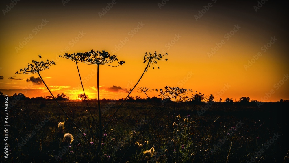 Obraz premium Silhouette of wildflowers on the background of evening sunset over the meadow 