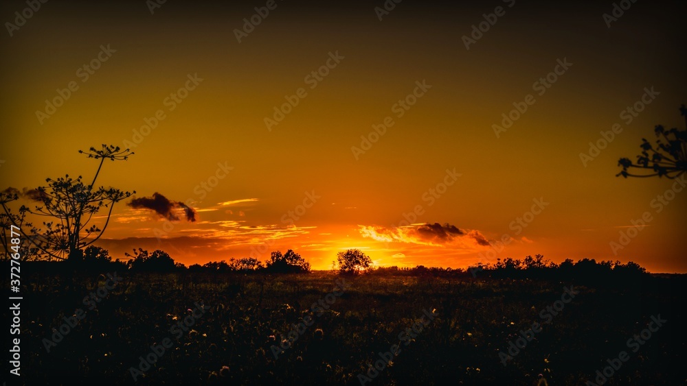Silhouette of wildflowers on the background of evening sunset over the meadow
