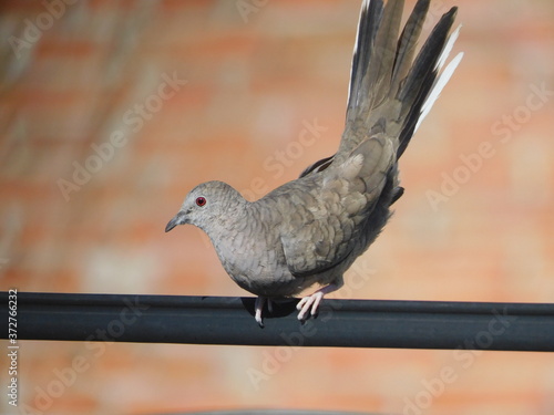 dove posing for the photo while sunbathing photo