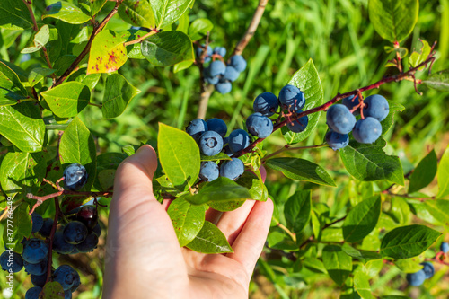 Branch of blueberry in the hand. Blueberry plantations. Juicy sweet berry. Harvesting berries in August. Hot summer and good expensive harvest.