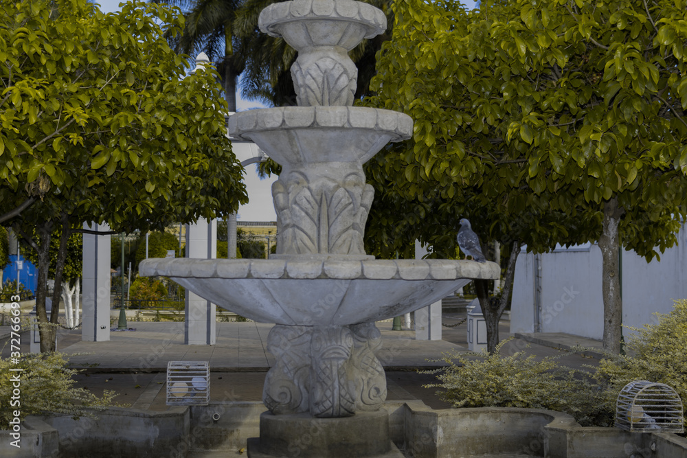 Obraz premium pigeon looking for water in a fountain abandoned 