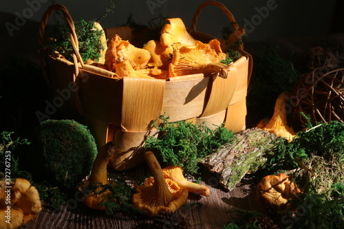 Photos mushrooms chanterelle in the moss in sunshine