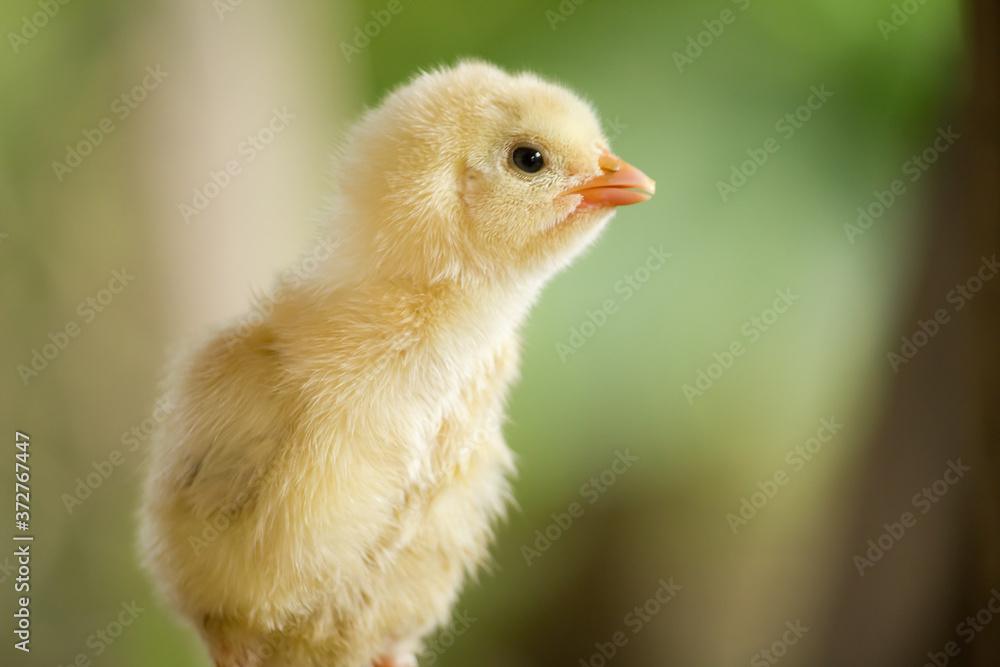 Obraz premium Baby yellow chicken in a farm on green background
