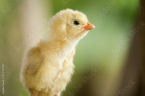 Baby yellow chicken in a farm on green background