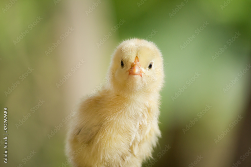 Baby chick on a green background