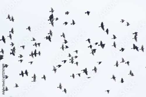 Birds in Flight © Sue Townsend