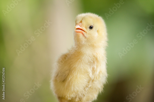 Baby chicken in a garden on green background 