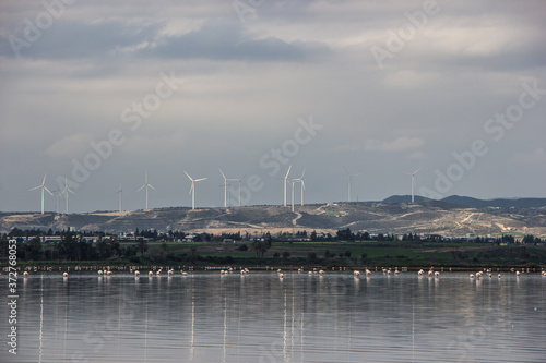 flamingos on a salt lake in winter in Cyprus