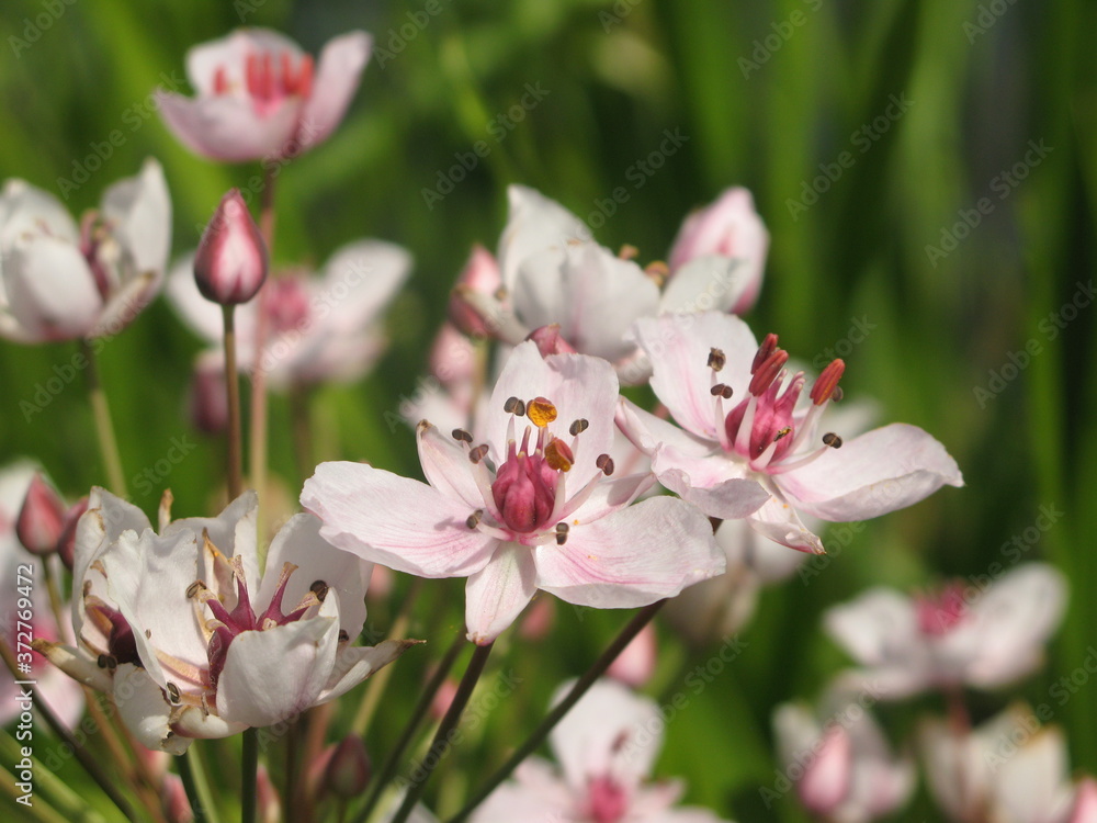 Flowering rush (Butomus umbellatus) - pale pink flowers of grass rush Flowering rush (Butomus umbellatus) - pale pink flowers of grass rush