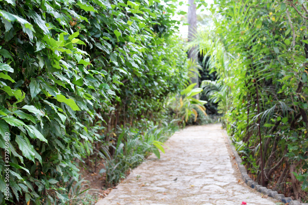 path in the garden path in the garden