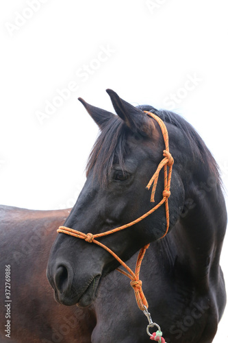 Saddle horse portrait isolated on white background