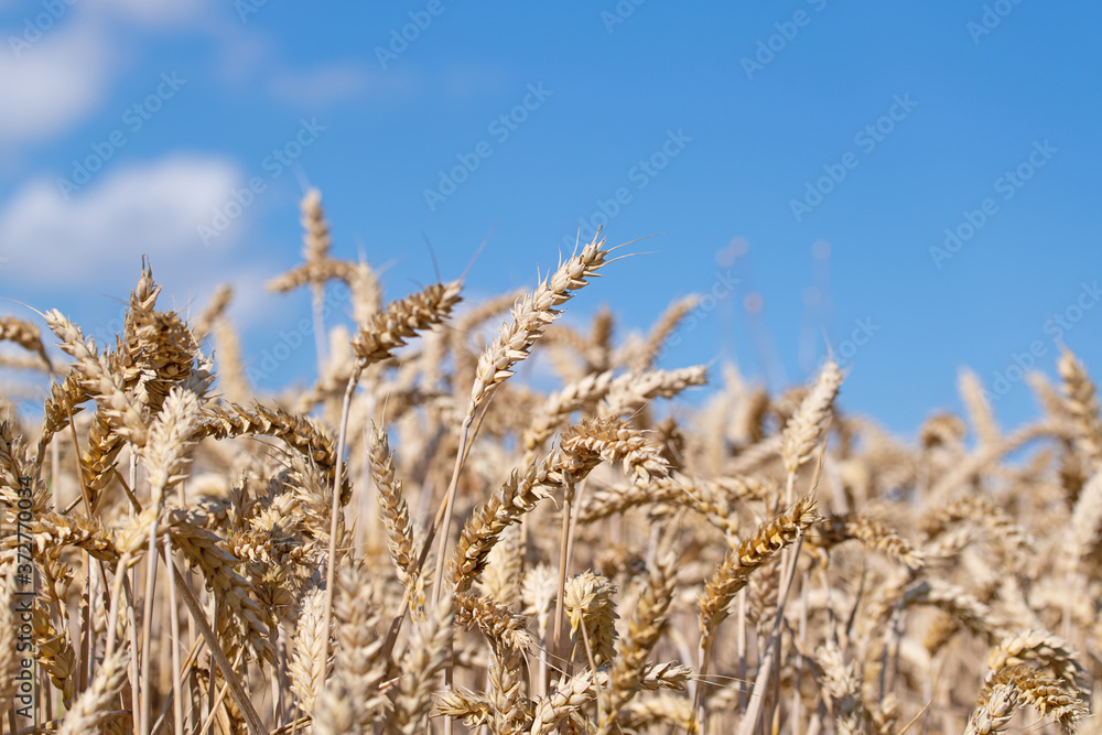 Fototapeta premium Weizenfeld zur Erntezeit