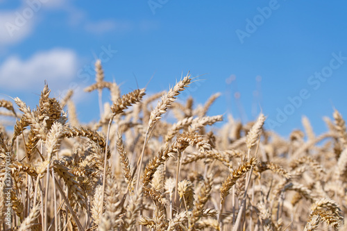 Weizenfeld zur Erntezeit