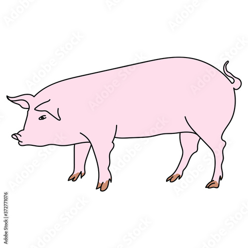 Pink pig vector illustration, cute big domestic animal. hand draw outline illustration