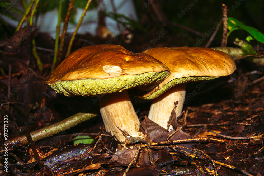 Fototapeta premium Porcini mushroom, sometimes called boletus, is one of the most delicious forest mushrooms. Mushroom picking. Autumn inspiration. Vegetarian diet food. Low depth of field. Background blurred