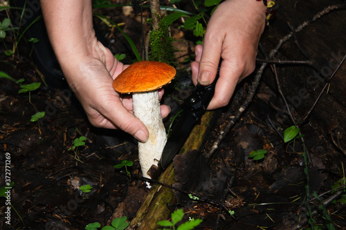 A young woman cuts a white mushroom with a knife. Harvesting mushrooms. Healthy lifestyle. Vegetarian food. Northern forest, taiga