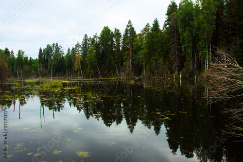 The forest river is blocked by an artificial dam. A small lake was formed from the flood. The ecological balance is disturbed by man. Northern forests, taiga