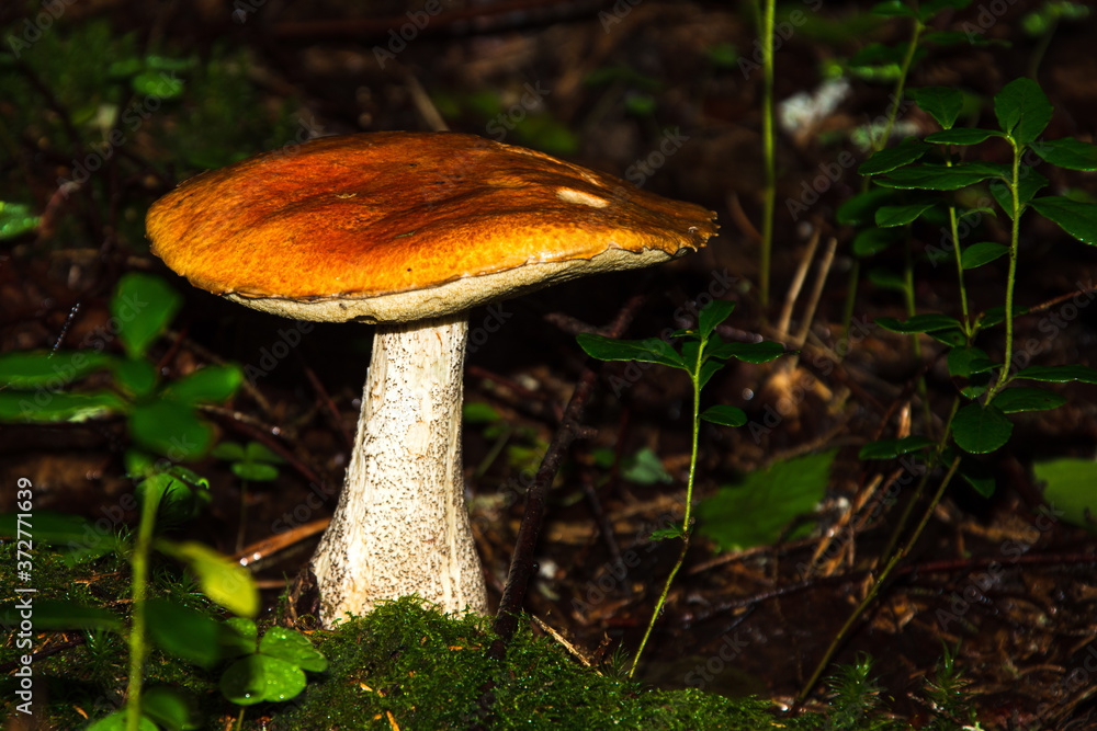 Fototapeta premium Porcini mushroom, sometimes called boletus, is one of the most delicious forest mushrooms. Mushroom picking. Autumn inspiration. Vegetarian diet food. Low depth of field. Background blurred