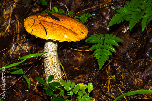 Porcini mushroom, sometimes called boletus, is one of the most delicious forest mushrooms. Mushroom picking. Autumn inspiration. Vegetarian diet food. Low depth of field. Background blurred