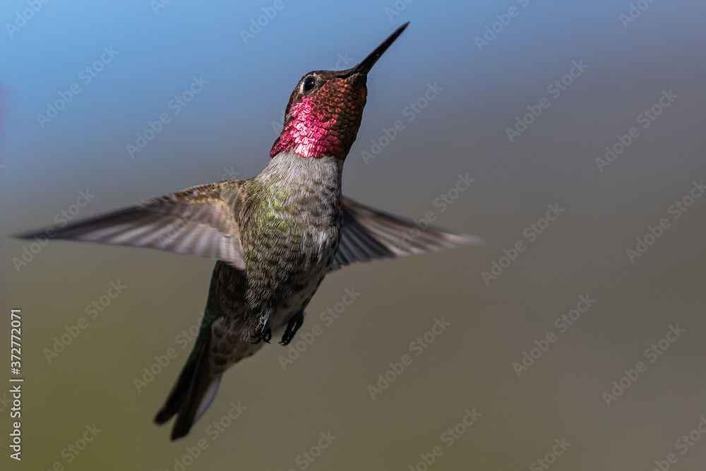 Fototapeta premium Hummingbird flying, flapping its wings in flight