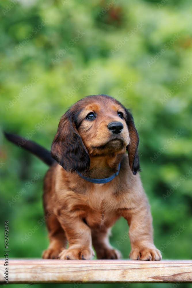 adorable red long haired dachshund puppy posing outdoors Stock Photo |  Adobe Stock