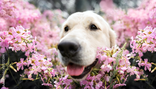 happy golden retriever dog close up portrait in phlox flowers © otsphoto