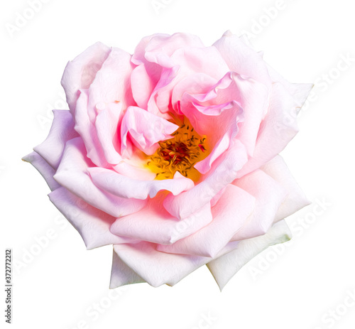 pink rose isolated on white