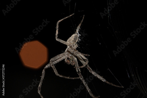 spider on black background